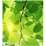 DIMEX ART Флизелинов фототапет зелени листа 225 x 250 см