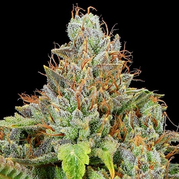 Anesia Seeds Sticky Boof Auto semena neobsahují THC 10 ks