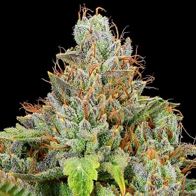 Anesia Seeds Sticky Boof Auto semena neobsahují THC 10 ks