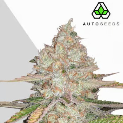 Auto Seeds Pineapple Express Auto semienka neobsahujú THC 3 ks