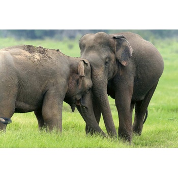 DIMEX ART s. r. o Флизелинов фототапет приятели слонове 375 x 250 см