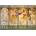 Bluebird Puzzle - Puzzle Mucha - Four Seasons, 1900 - 1 000 piese