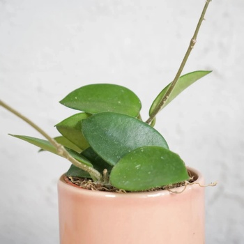 Hoya Mathilde baby