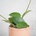 Hoya Mathilde baby