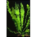 Echinodorus Major