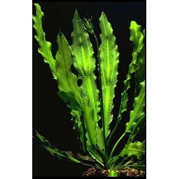 Echinodorus Major