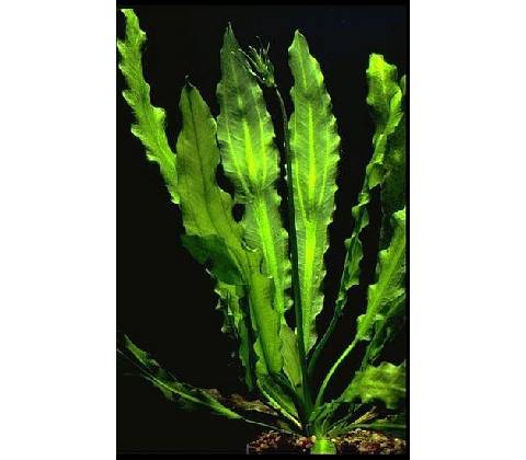 Echinodorus Major