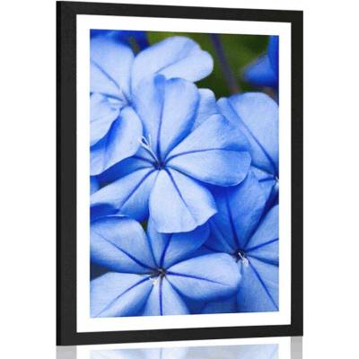 Plakát s paspartou divoké modré květiny - 30x45 black