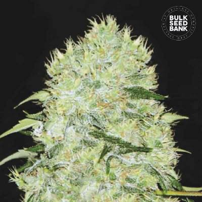 Bulk Seed Bank Bubblegum Extra semena neobsahují THC 10 ks