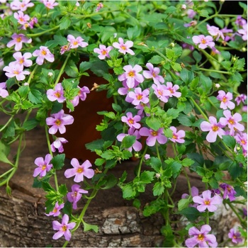 Bacopa Semena