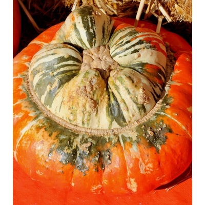 Dýně Císařská čepice - Cucurbita pepo - prodej semen - 5 ks