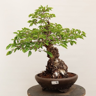 e-bonsai Venkovní bonsai -Carpinus Coreana - Habr korejský