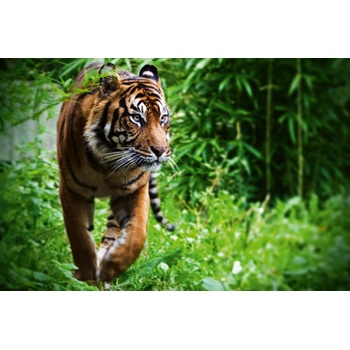 DIMEX ART s. r. o Флизелинов фототапет тигър, който се разхожда 375 x 250 см
