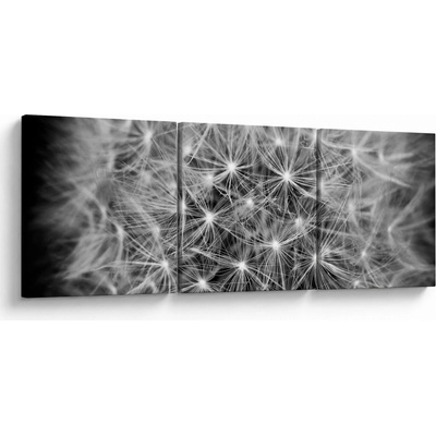 Obraz šedé pampelišky, třídílný 150x50 cm