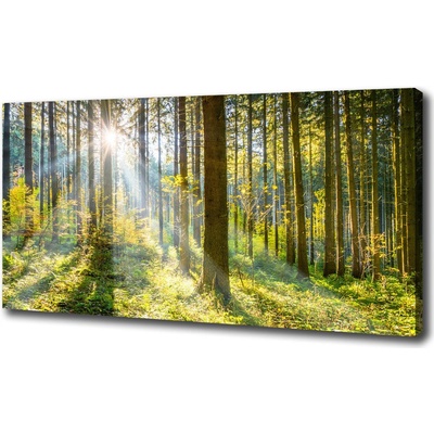 Foto obraz canvas Les slnko 100x50 cm