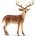 Schleich Schleich: Бялоопашат елен 14818 (SLH14818)