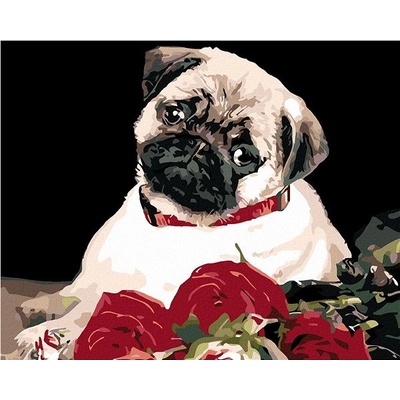 zuty Malování podle čísel Mops 50 x 40 cm vypnuté plátno na rám