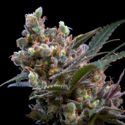 Genehtik Kritikal Bilbo semienka neobsahujú THC 25 ks