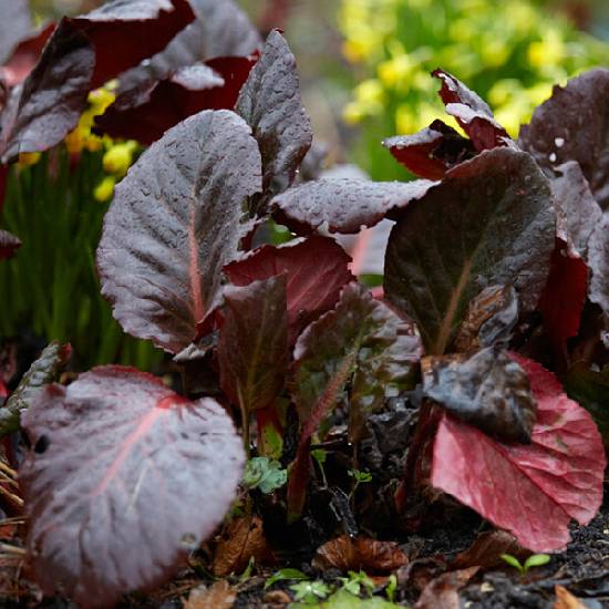 Poni Veni® Bergenia 'Claire Maxine' - bergénia od 3,89 € - Heureka.sk