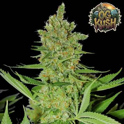 Ganja Farmer OG Kush Fast semienka neobsahujú THC 5 ks
