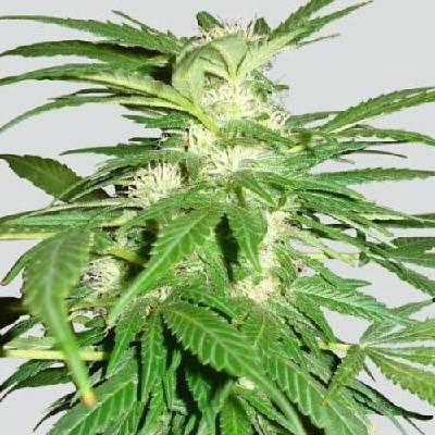 Nirvana Aurora Indica regular semena neobsahují THC 10 ks