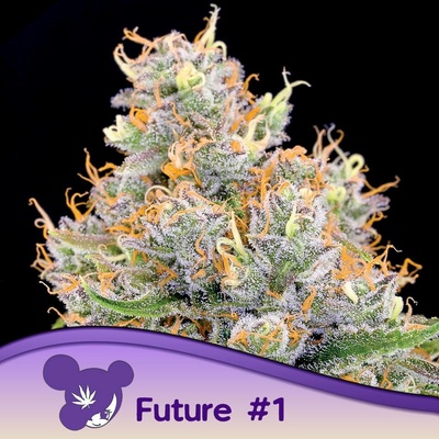 Anesia Seeds Future #1 semena neobsahují THC 10 ks