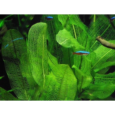Aponogeton henkelianus