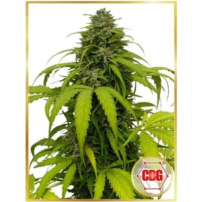 Mr. Hide Seeds Auto CBG Strong semienka neobsahujú THC 1 ks