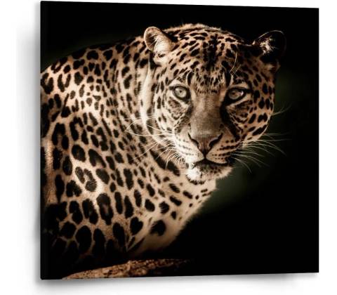 Sablio Obraz Leopard - 50x50 cm