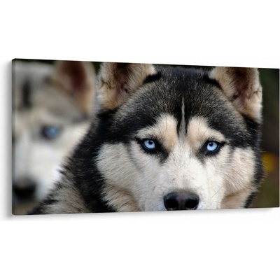 Obraz psa husky, jednodílný 120x70 cm – Hledejceny.cz
