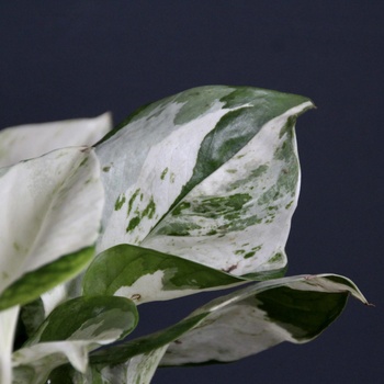 Epipremnum Pothos Happy leaf