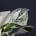 Epipremnum Pothos Happy leaf