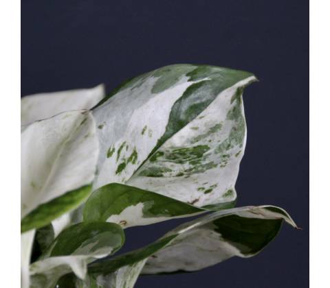 Epipremnum Pothos Happy leaf