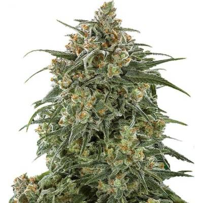Growers Choice Banana Sherbet semena neobsahují THC 5 ks