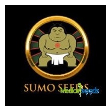 Sumo Seeds Full AUTO AK CBD semena neobsahují THC 3 ks