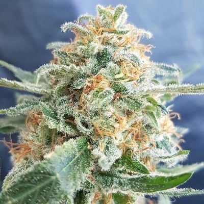 Freedom Of Seeds Hash Lover regular semena neobsahují THC 5 ks