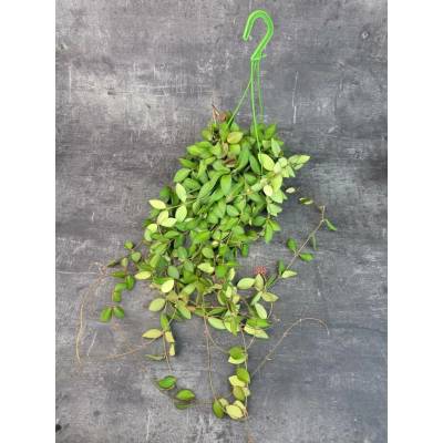 Hoya Burtoniae 12 cm závěs (Voskovka se semišovými listy)
