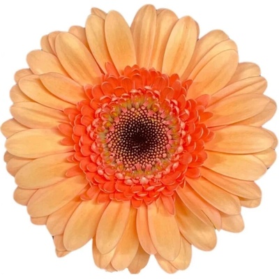Gerbera mini COOKIES N CREAM (WATER)
