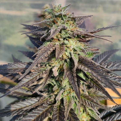 Ace Seeds Zamaldelica x Kali China semena neobsahují THC 5 ks