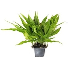 Microsorum pteropus XXL