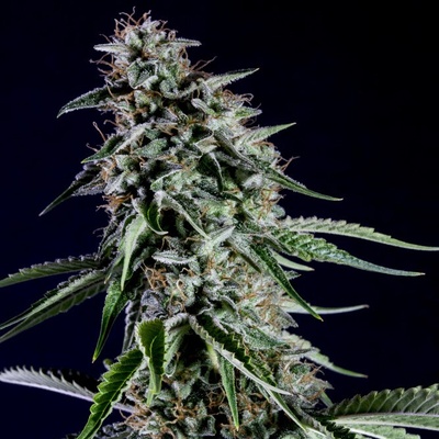Kannabia Seeds Rainbow Sherbet semienka neobsahujú THC 100 ks