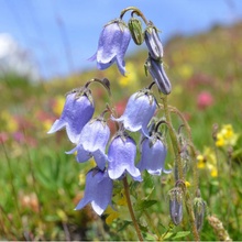 Modrá louka Zvonečková - osivo Planta Naturalis - směs lučních květin a trav - 10 g