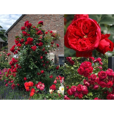 Ruža popínavá Florentina, výška 150-180 cm, kvetináč 5 l