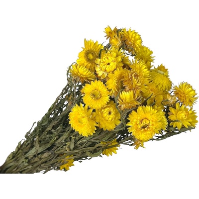 Sušené slamienky Helichrysum - kytica 100g - žlté