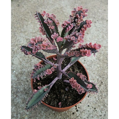 Kalanchoe daigremontiana 'Pink Butterflies‘