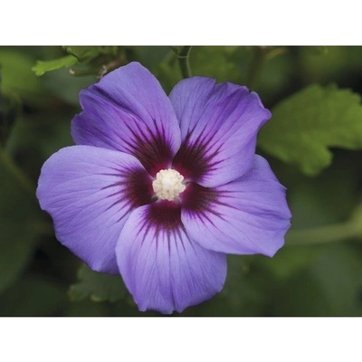 Ibišek syrský Hibiscus syriacus 'Marina' výška 40-60 cm květináč 3 l