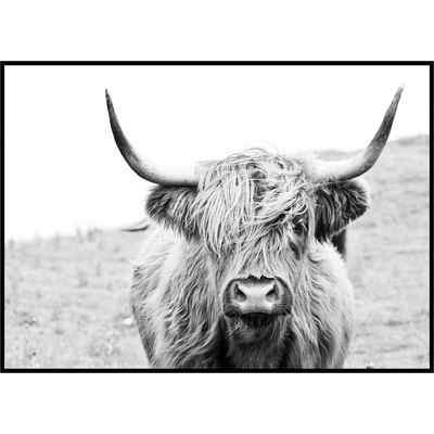 Jen tak z lásky Plakát Highland cattle Rozměr plakátu: 40 x 50 cm, Orientace plakátu: Na šířku