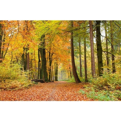 Dimex MS-5-0099 vliesová fototapeta na zeď Jesenný les rozmery 375 x 250 cm