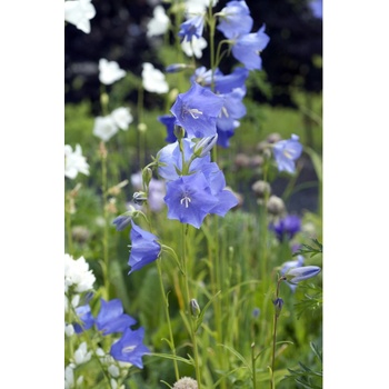 Zvonček broskyňolistý modrý - Campanula persicifolia - predaj semien - 300 ks