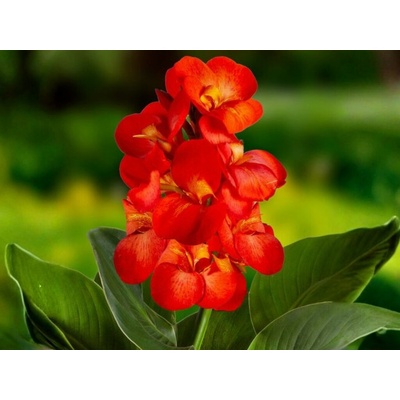 Kana hybridná CannaSun Adriana